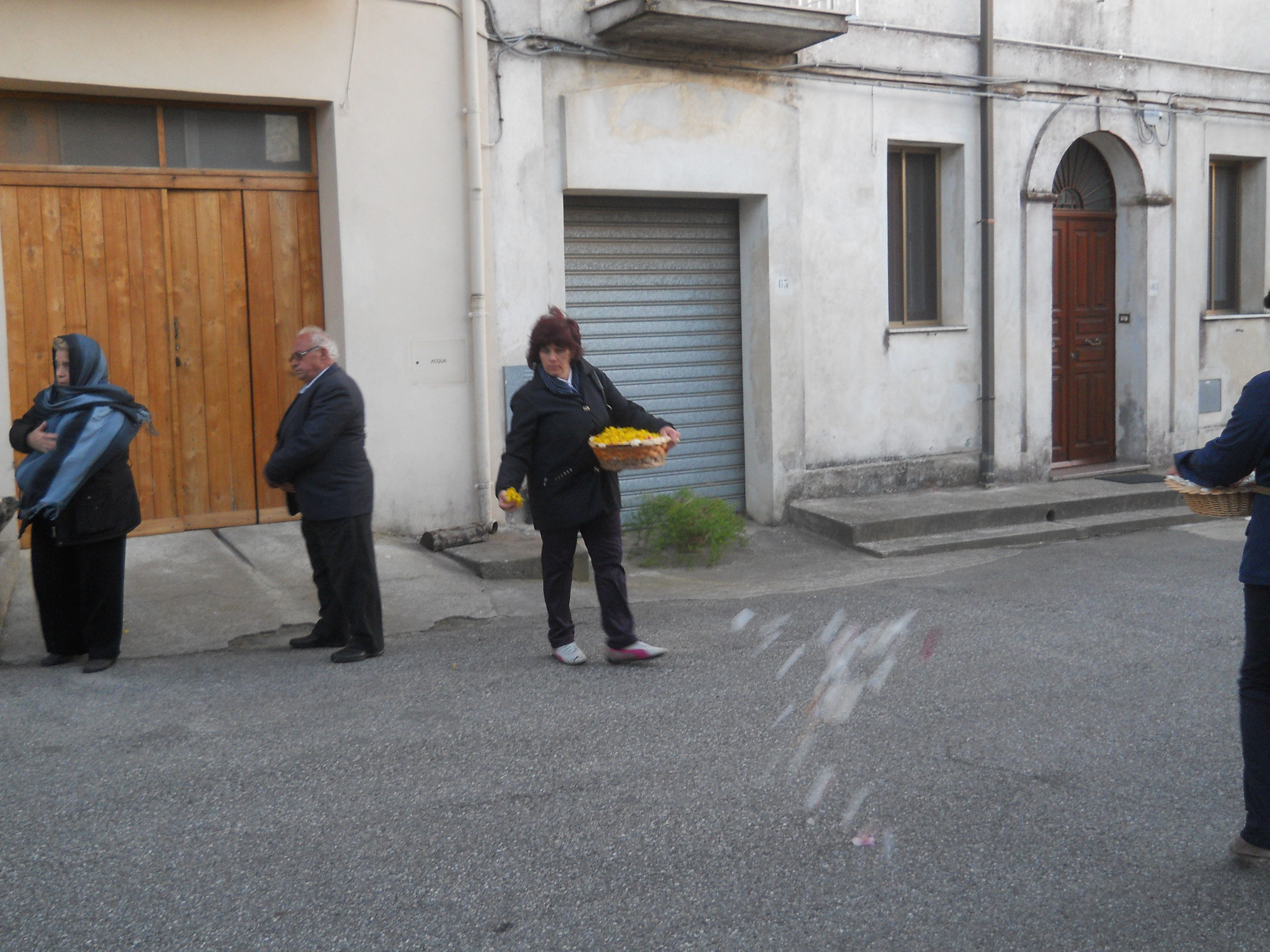 ginestre al passaggio della processione